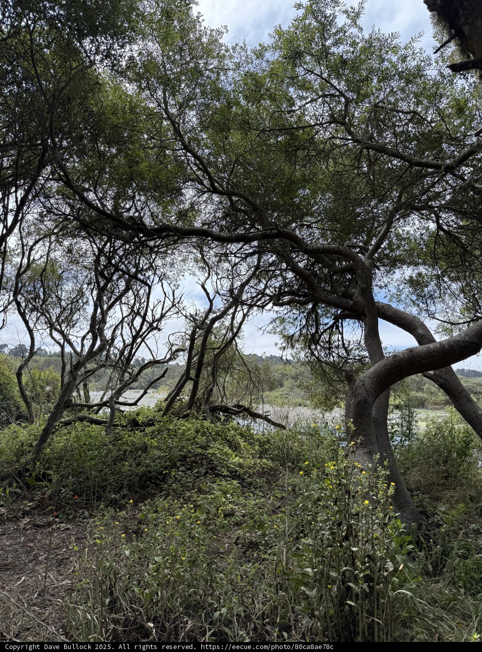 Whispering Oaks of Cambria