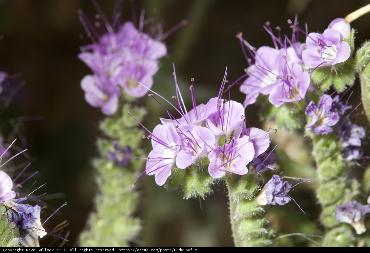 Vibrant Purple Flowers in the Desert