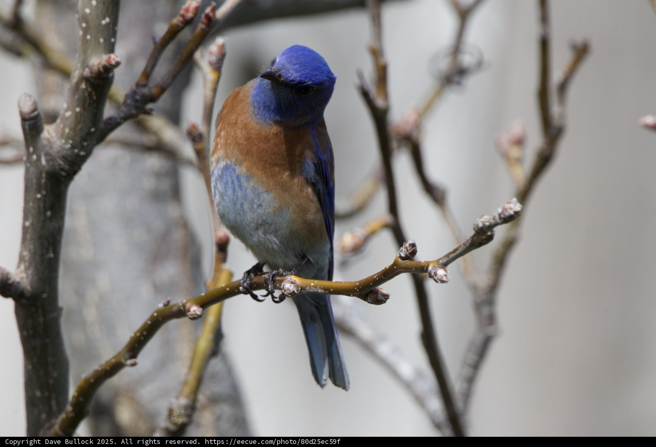 Blue Majesty in the Branches