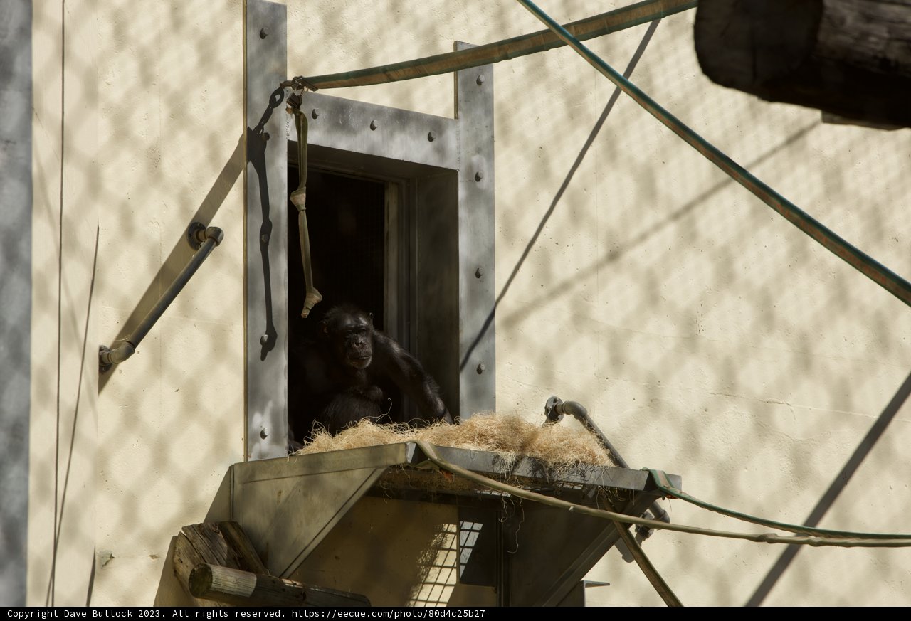 SF Zoo's Whimsical Windowsill Sitter