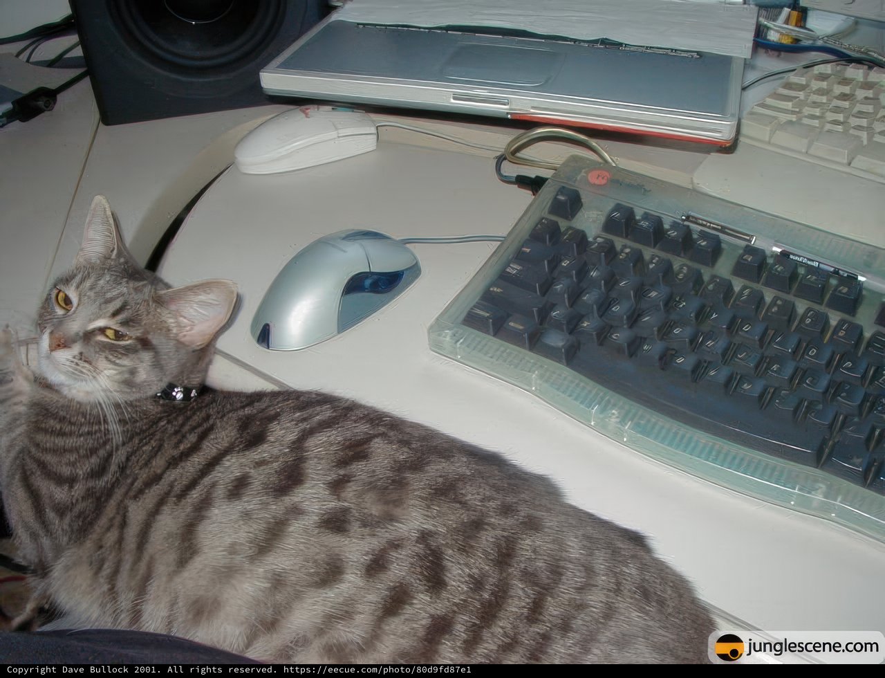 Cat and Computer Music Master