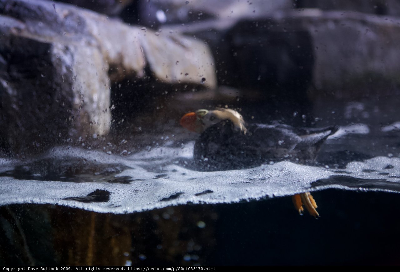 Puffin's blissful aquatic adventure