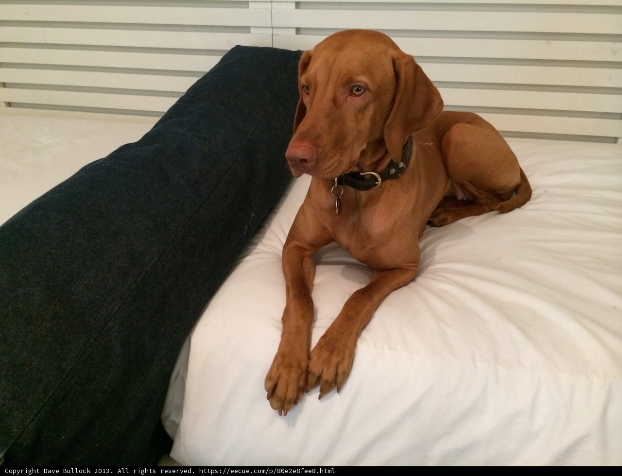 Resting with My Canine Companion