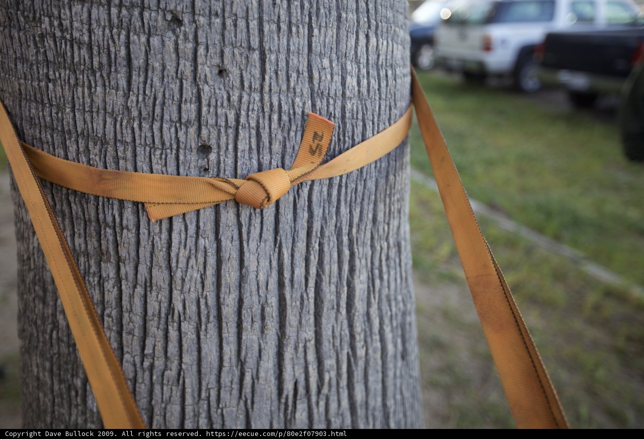 Tethered Tree Trunk