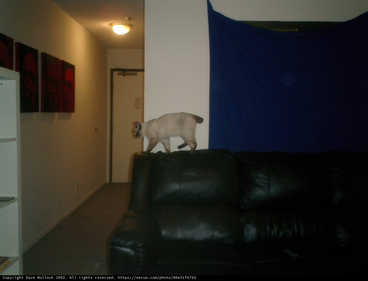 The King of the Couch