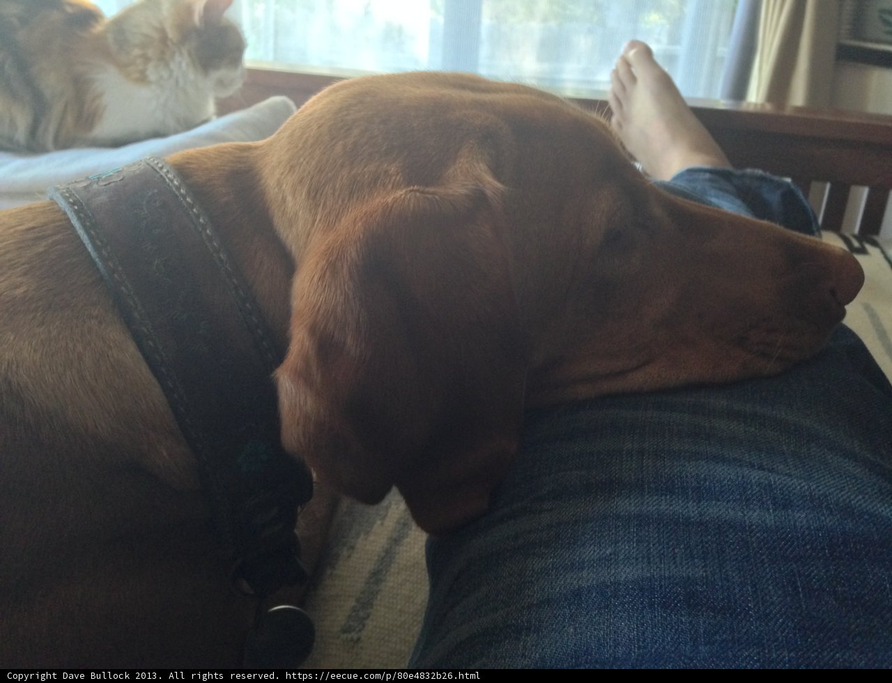 Two Canine Companions