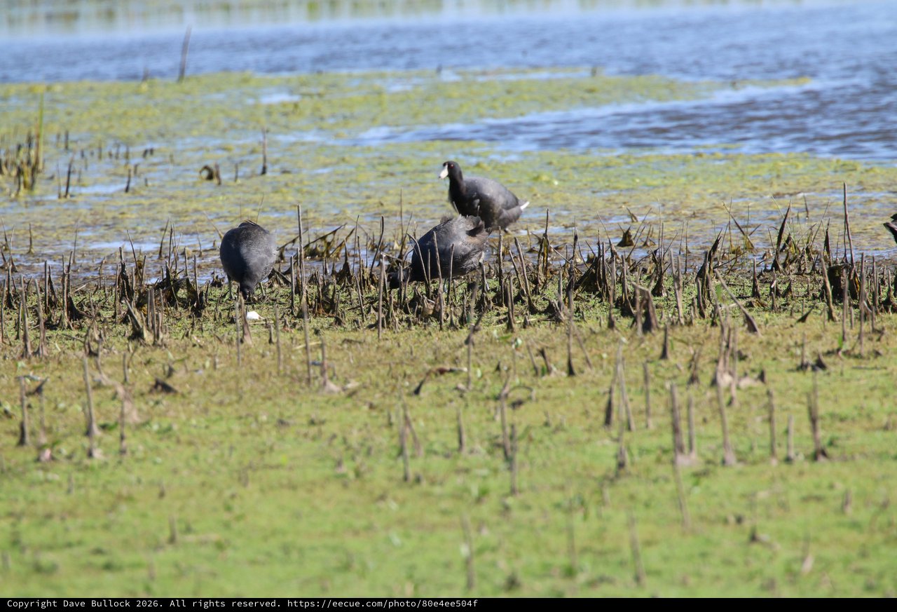 Coots Foraging in Flooded Rice Field Wetlands