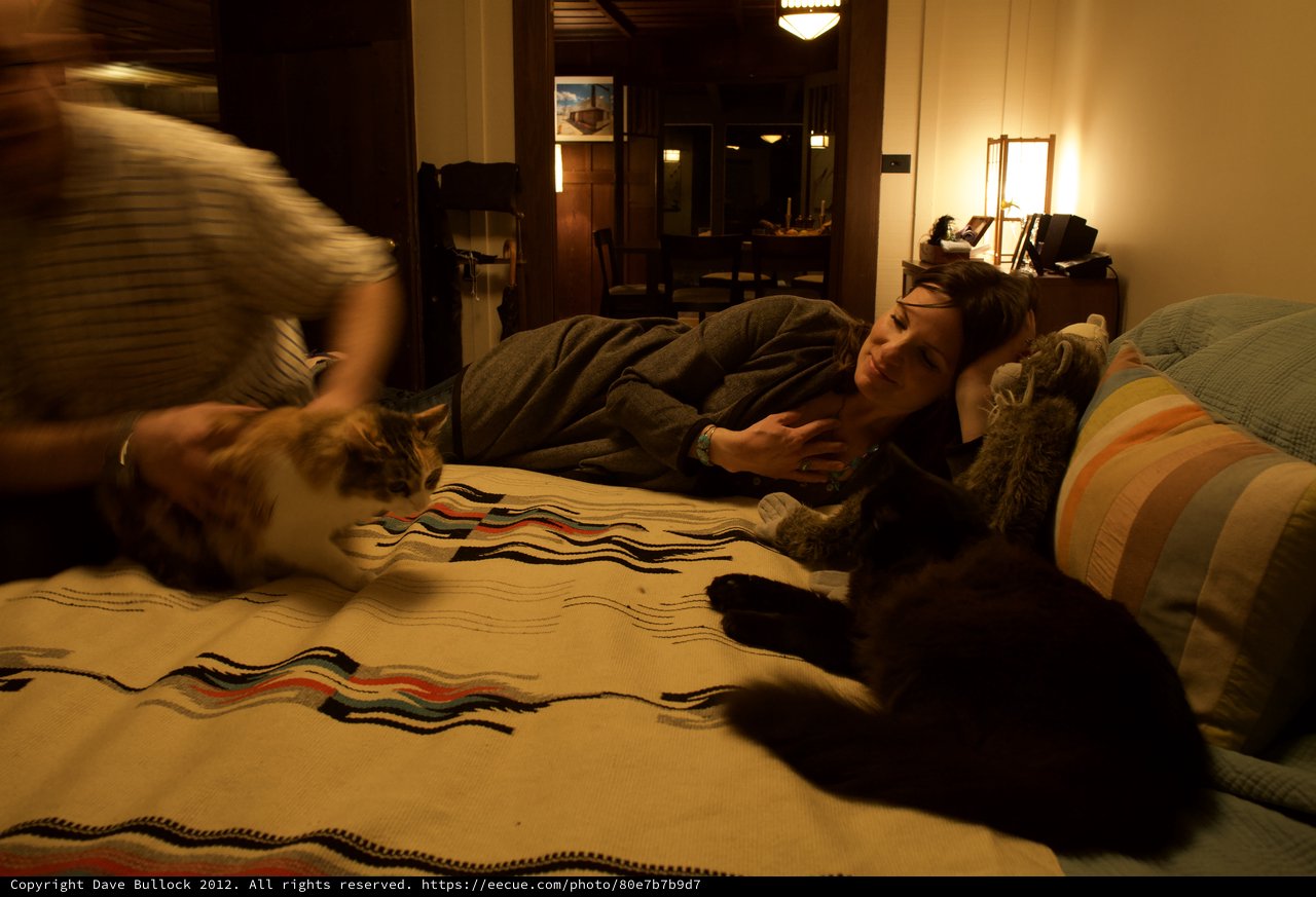 Evening Relaxation with Cats on a Cozy Bed