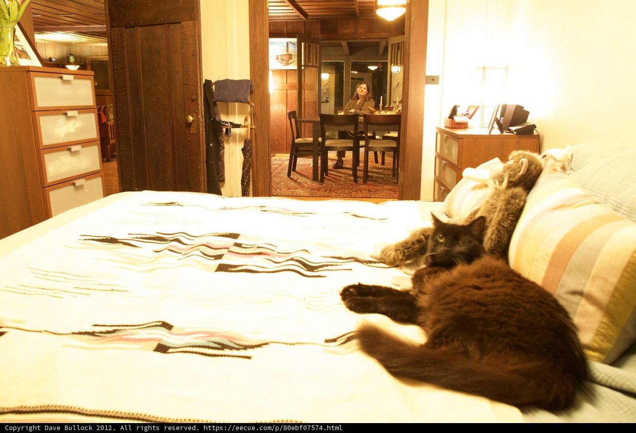 Contented Cat