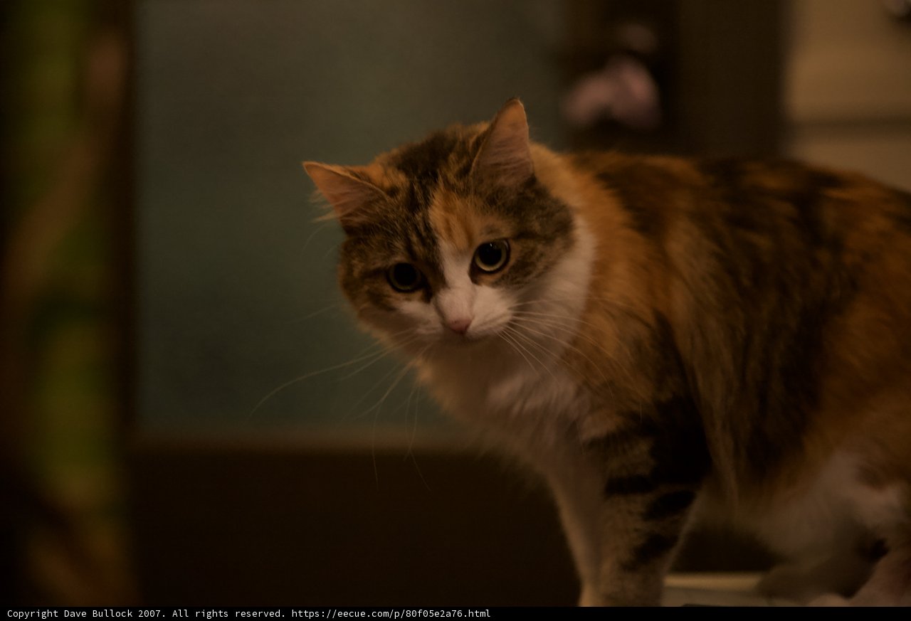 The Calico Manx