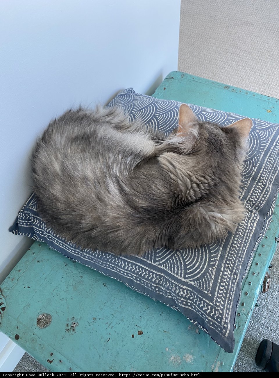 Feline Chic: Home Decor with Your Favorite Companion