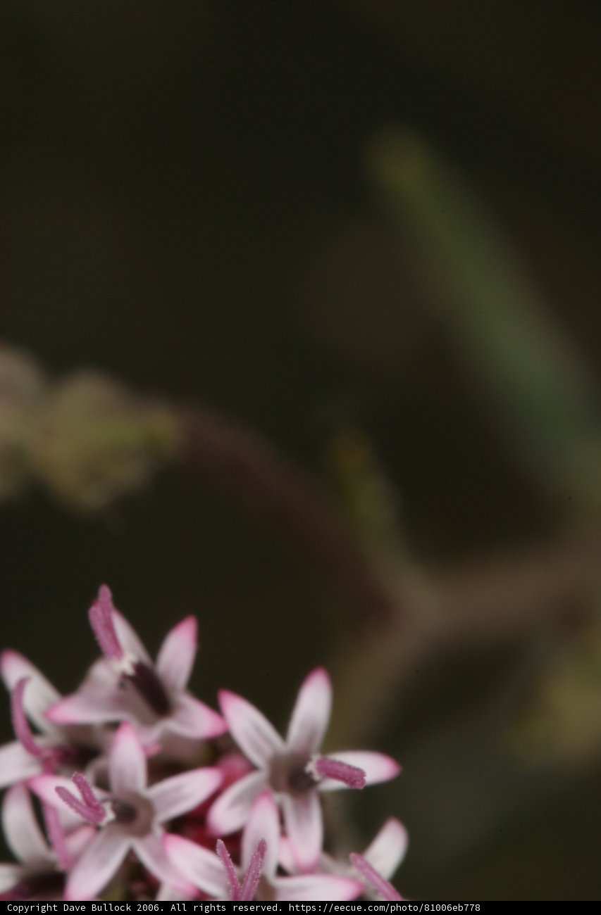 Beauty in Bloom