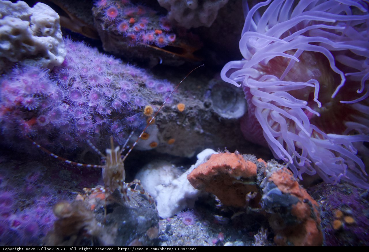 Captivating Underwater Ecosystem: Monterey Bay Aquarium, 2023