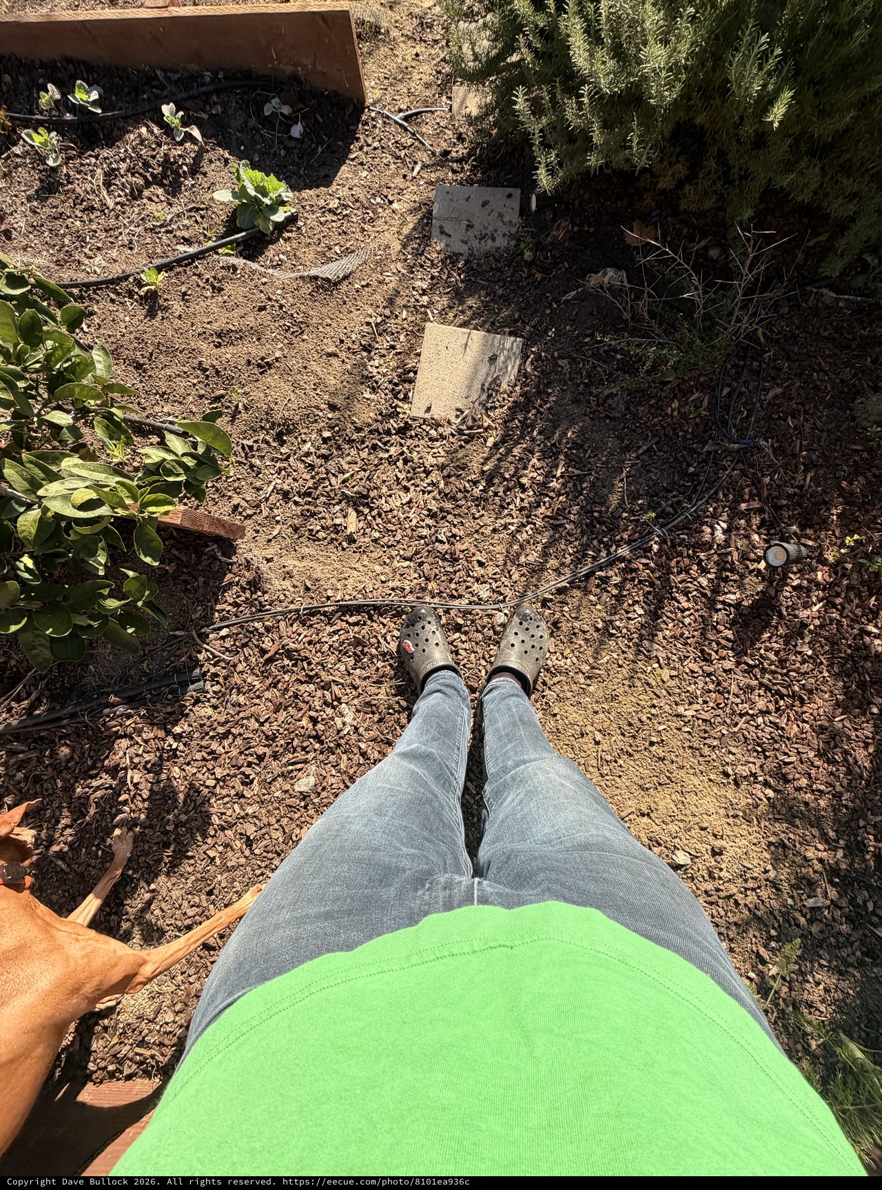 Garden Work Break: First-Person View in Crocs