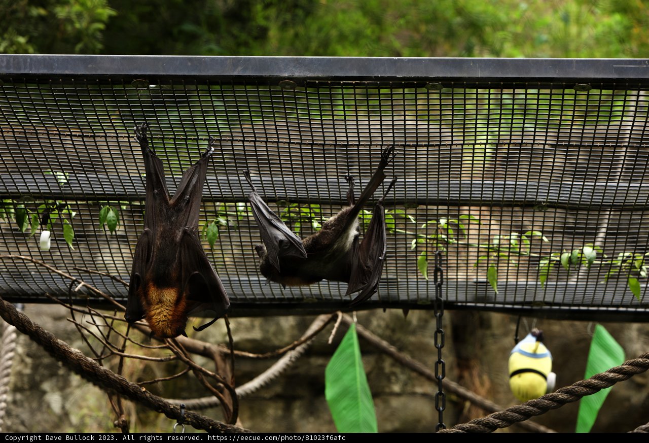 Swing Ball Bat at Oakland Zoo