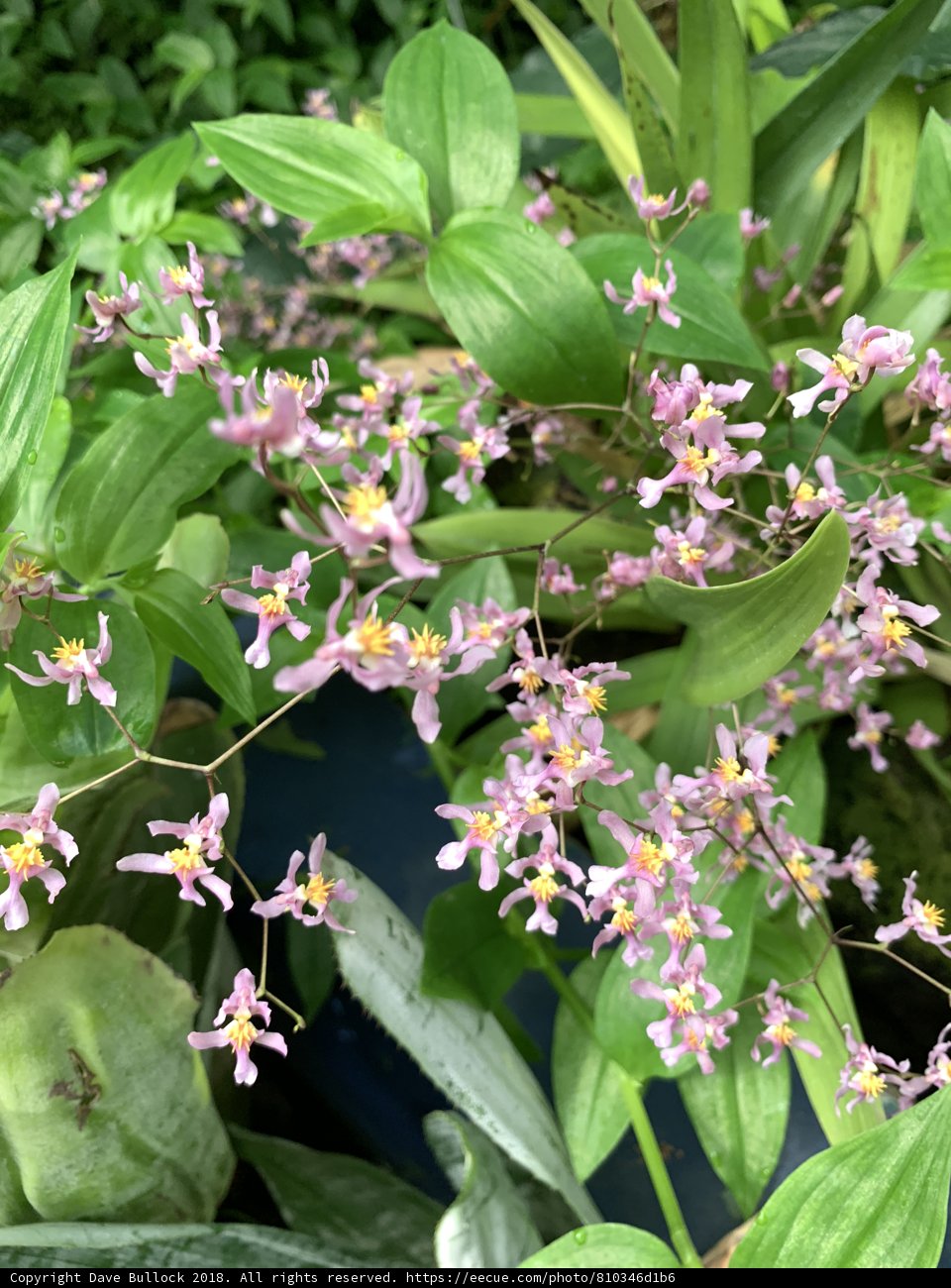 Luxuriant Blooms
