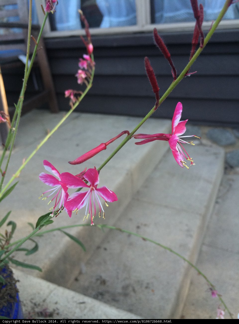Geranium Blossom