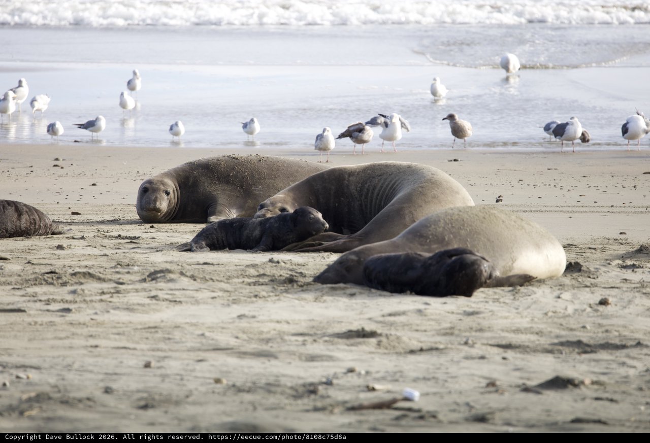 Elephant Seal Family Resting on Drakes Beach