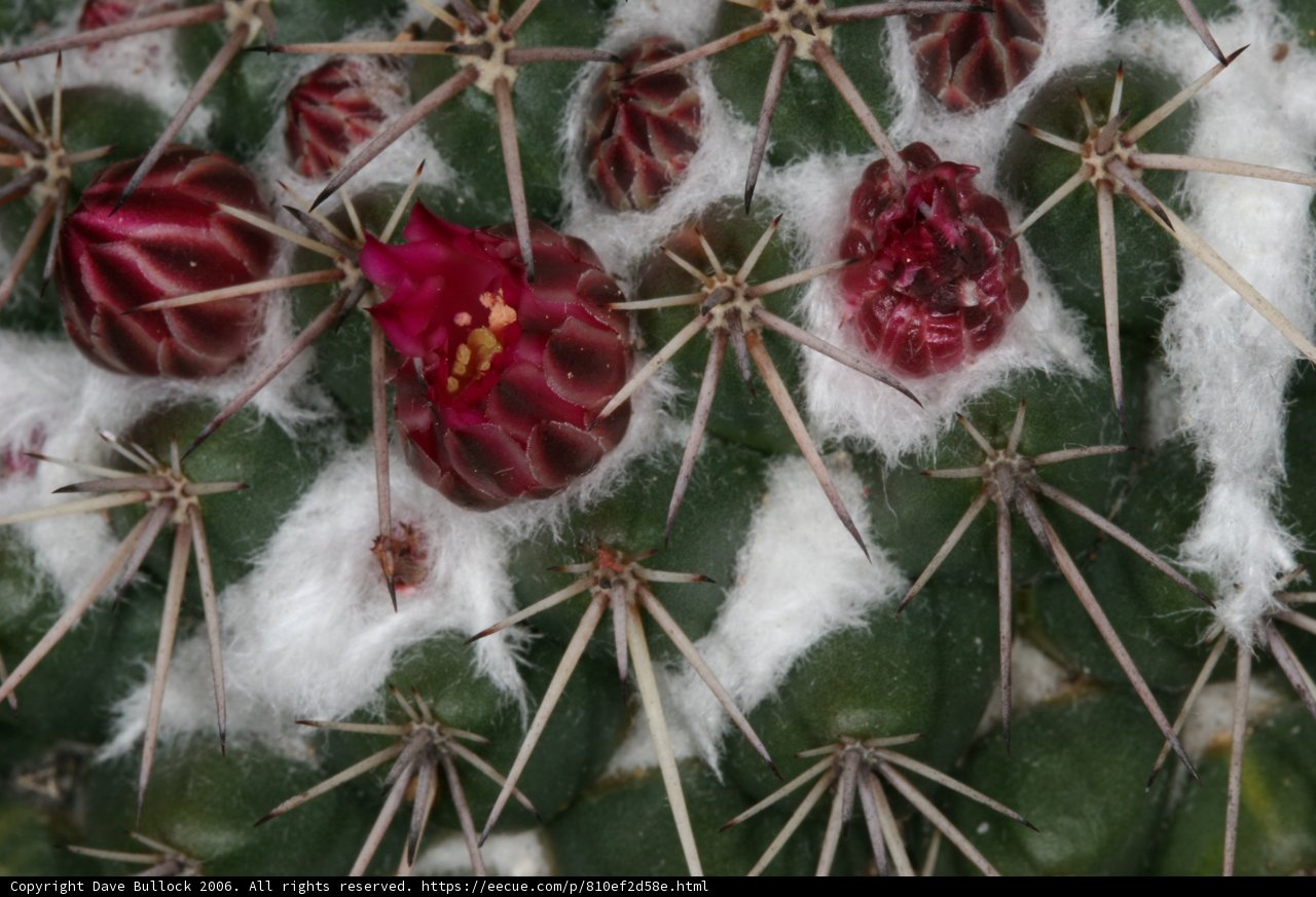 Snowy Cactus Blooms