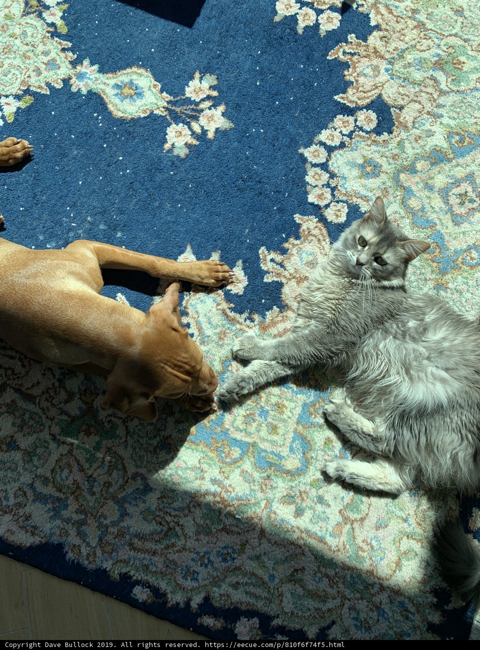 Furry Friends