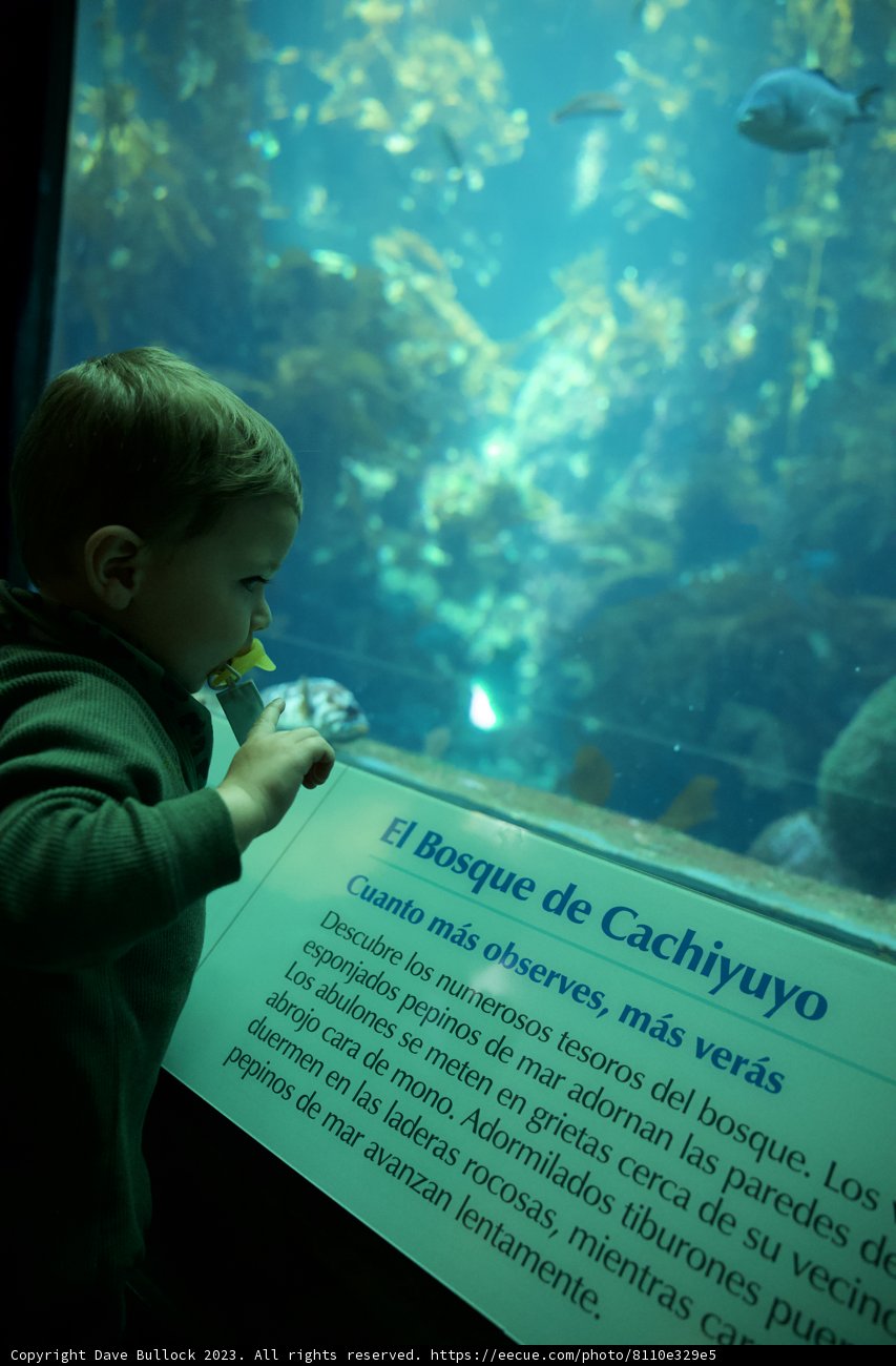 Young Explorer at Monterey Bay Aquarium