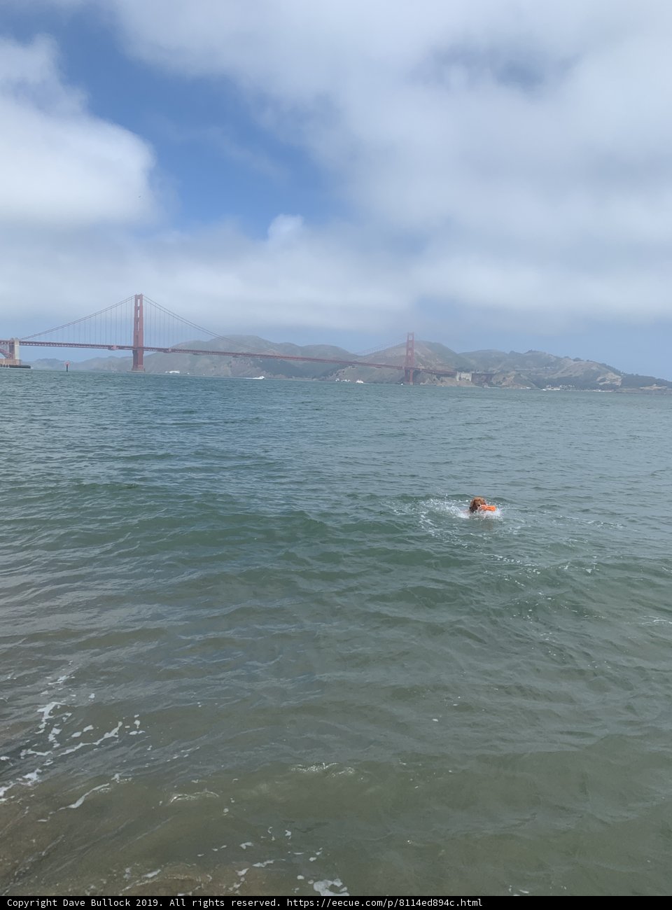 Doggy Paddle by the Bridge