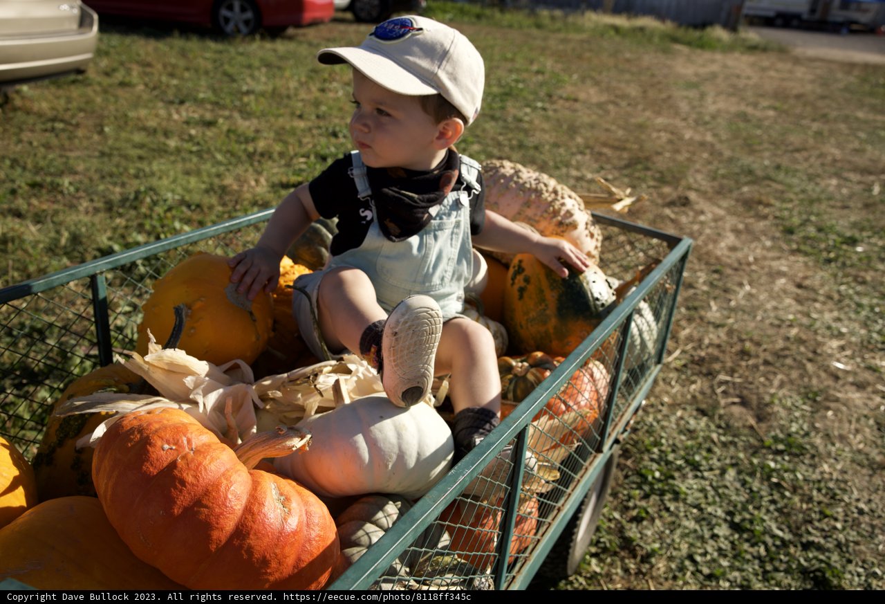 Pumpkin Joy: Wesley's Autumn Adventure