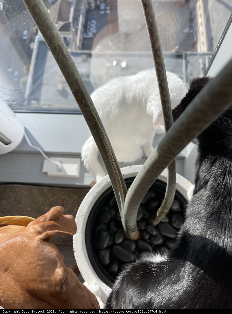Furry Friends on a San Francisco Windowsill