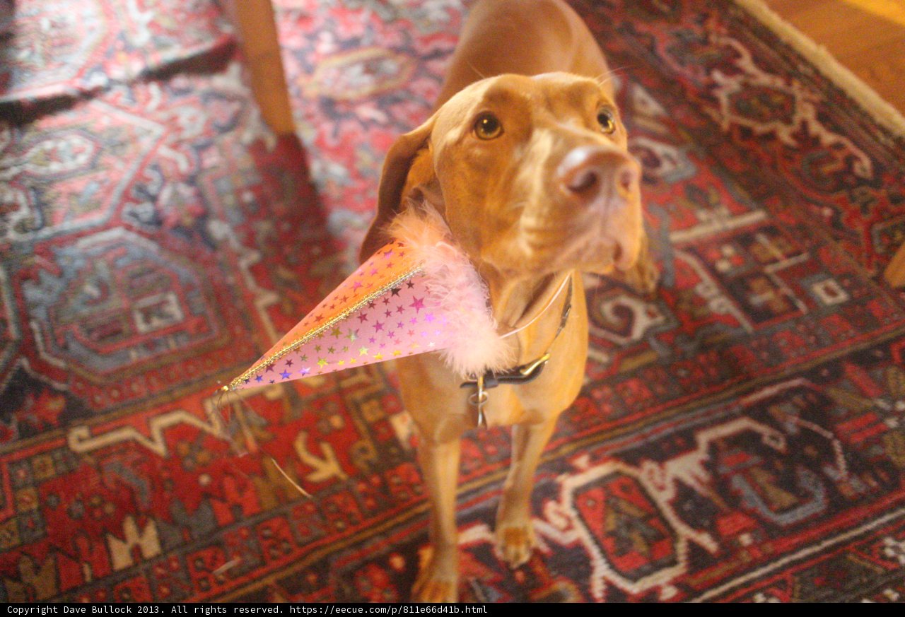 Party Pup