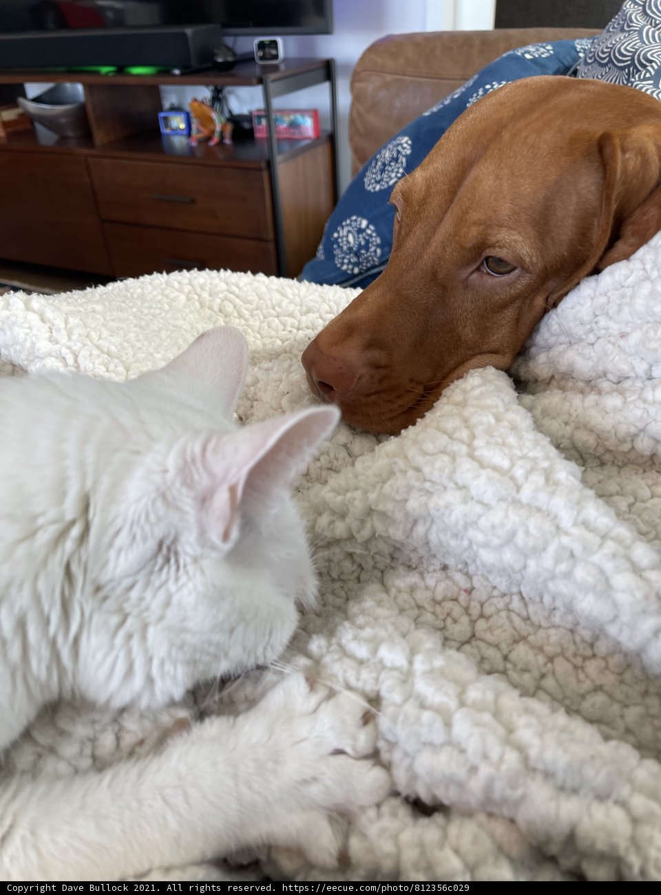 Dog and Cat Cozy Up on Furniture