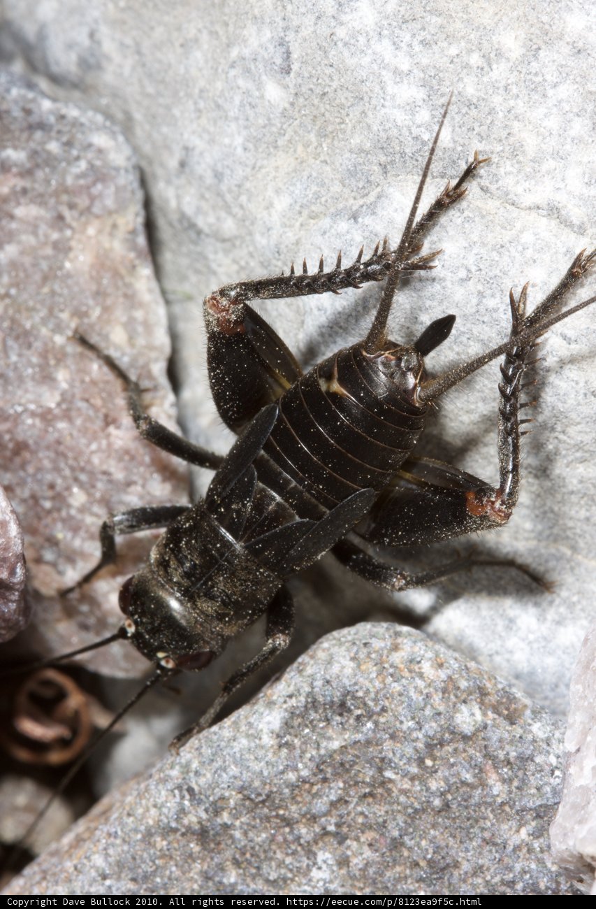 Long-legged Cricket in the Desert