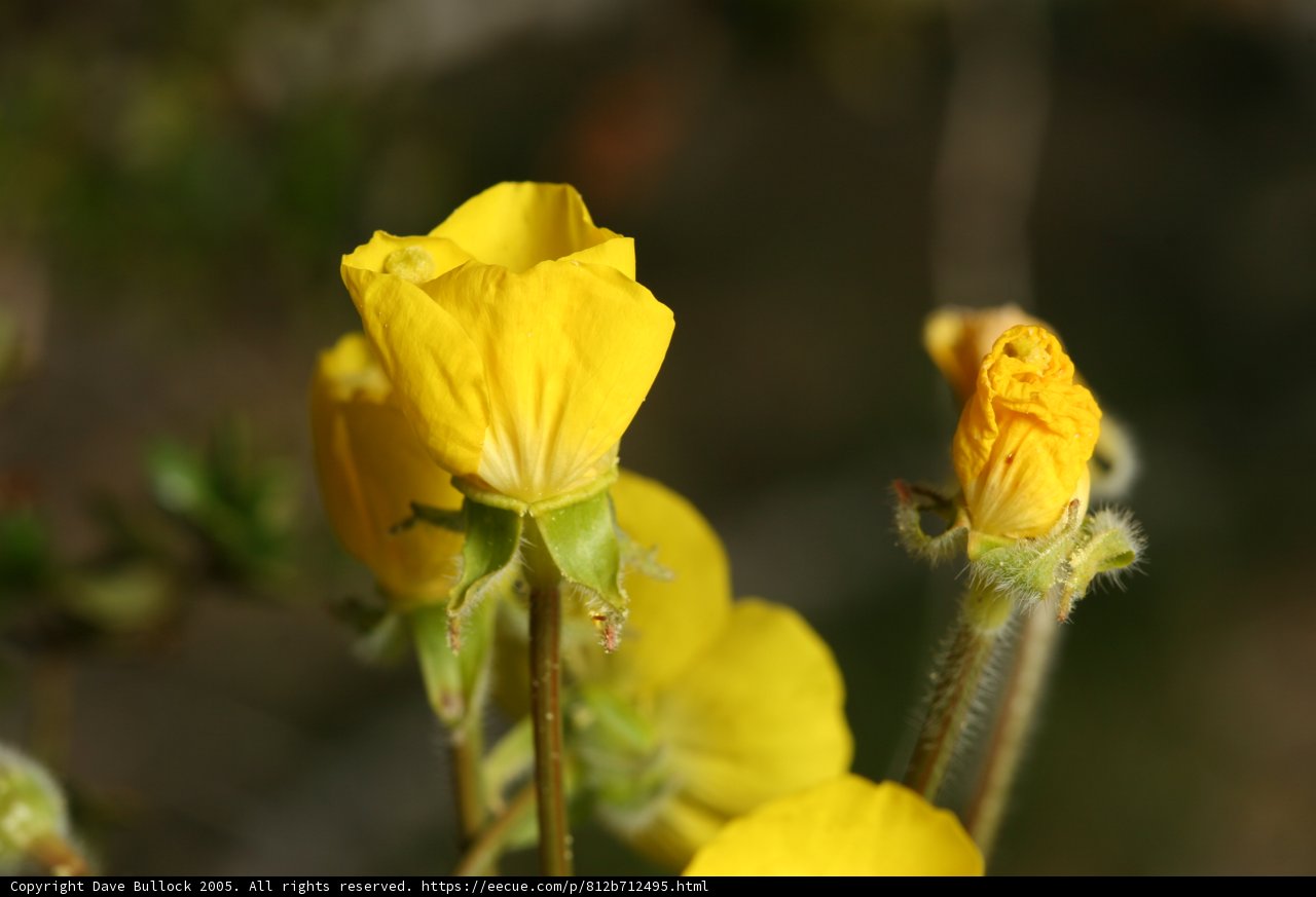 Blooming Beauty