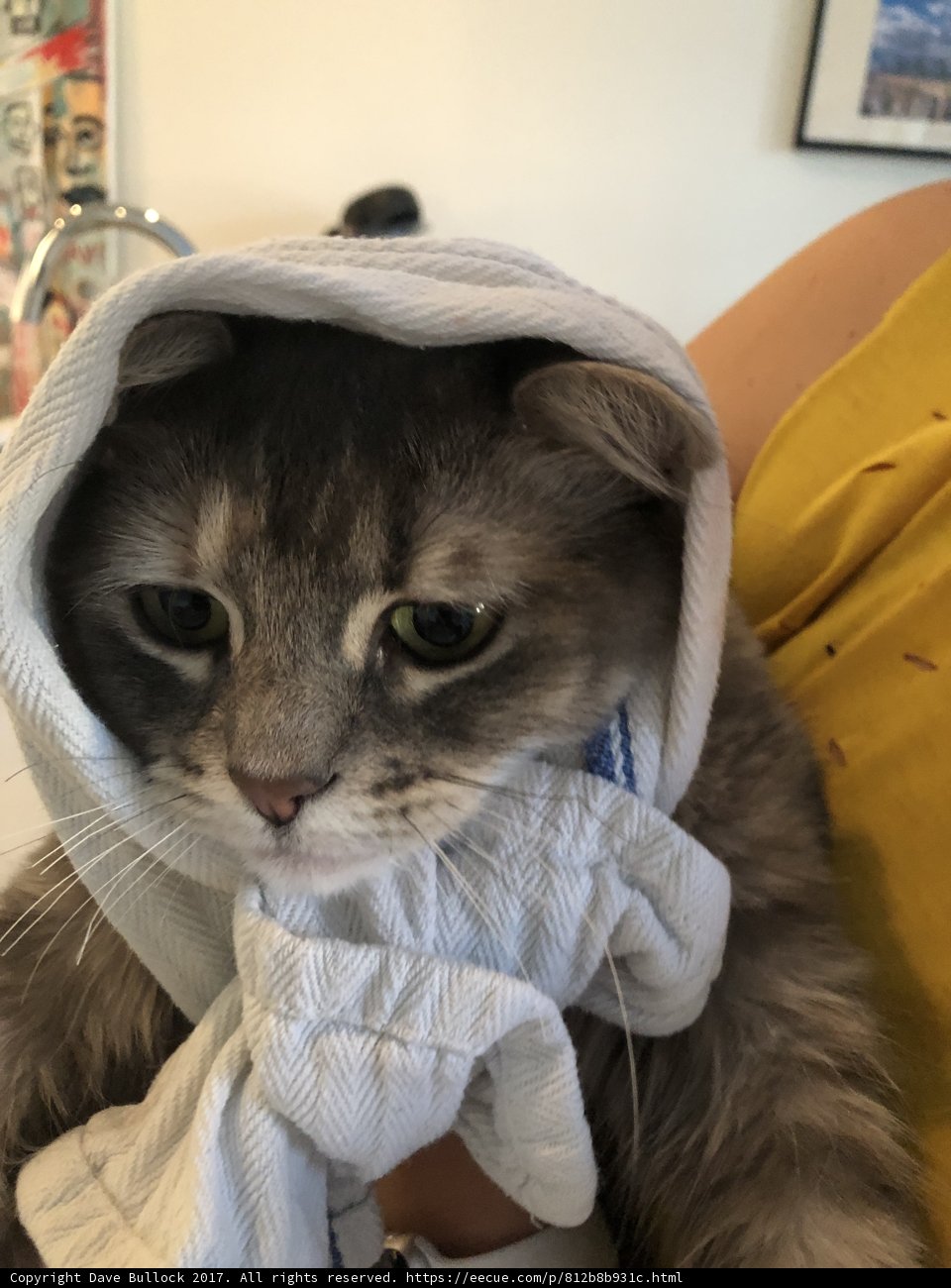 Feline Fashionista