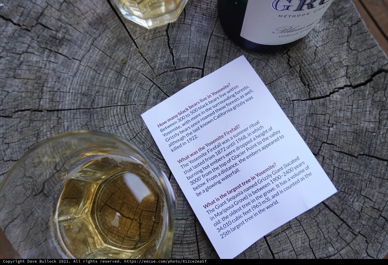 Wine Trivia on Weathered Tree Stump