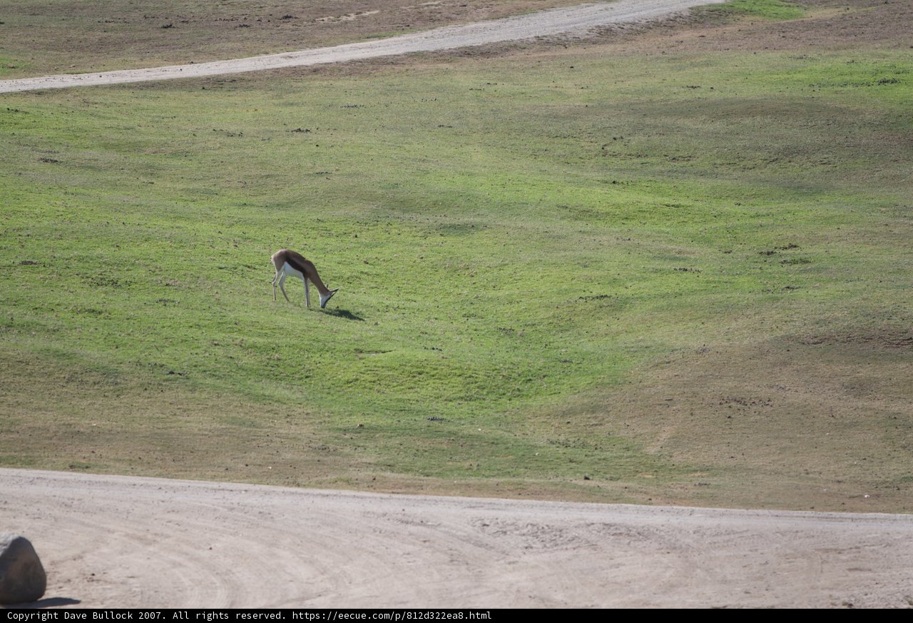 Graceful Giraffe