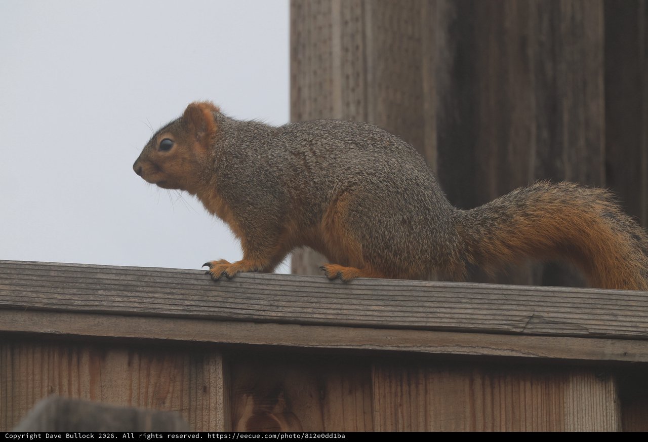 Fox Squirrel Perched on Wooden Deck Railing