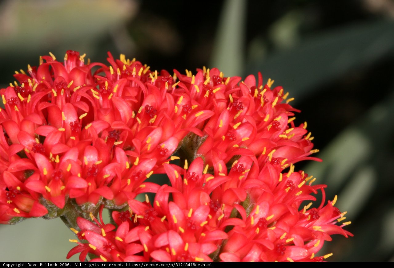 Bright blooms with striking stamen