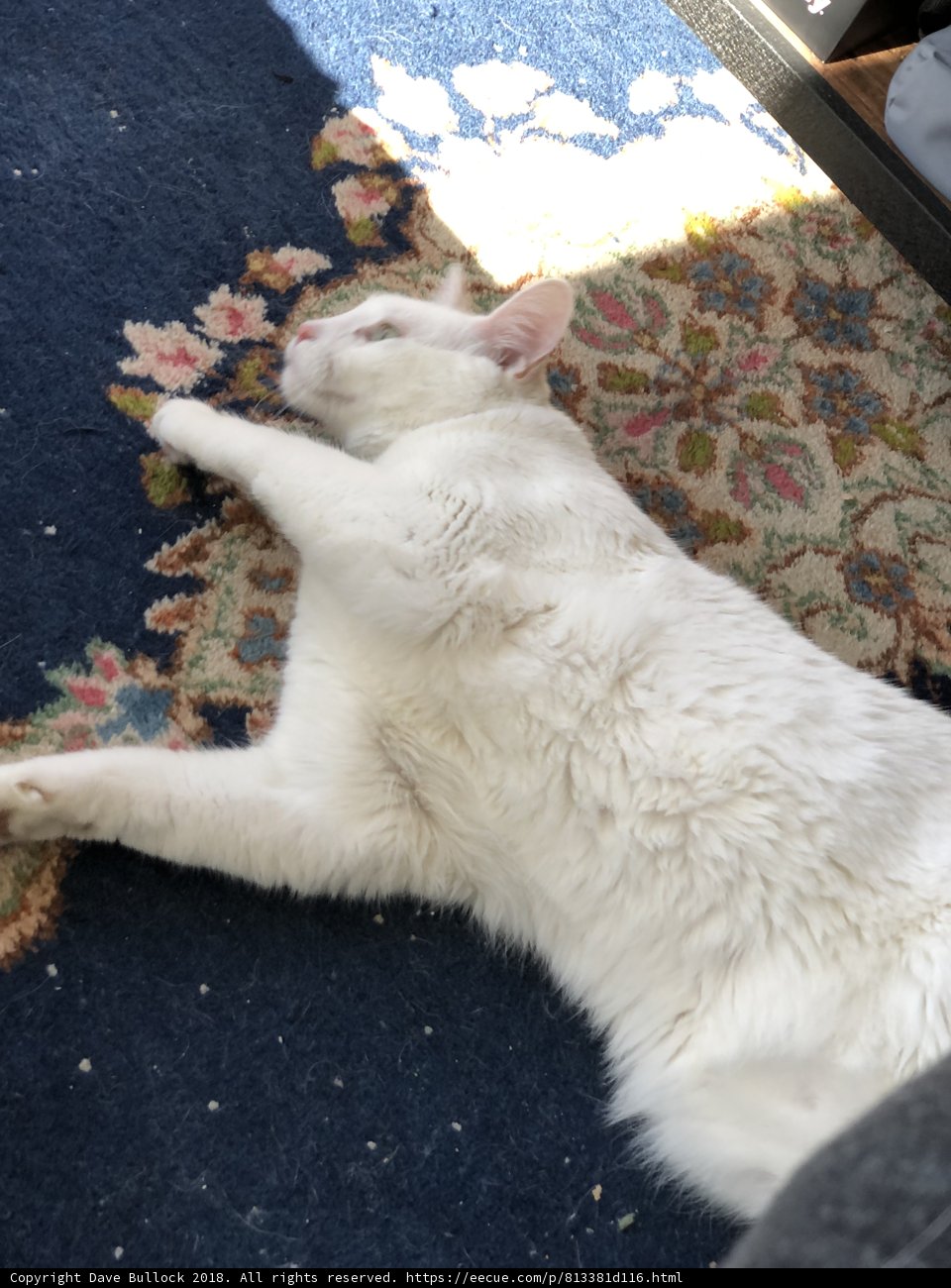 Cozy Cat Nap