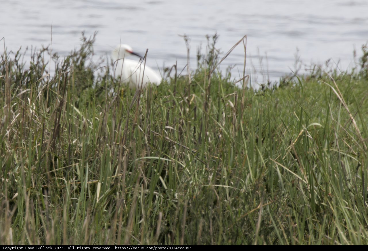 Serenity in the Grasslands