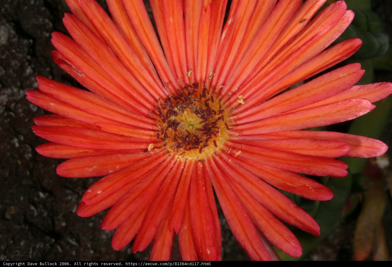 Radiant Daisy Petals