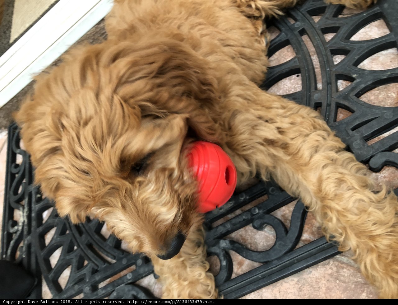 Playtime with Puppy