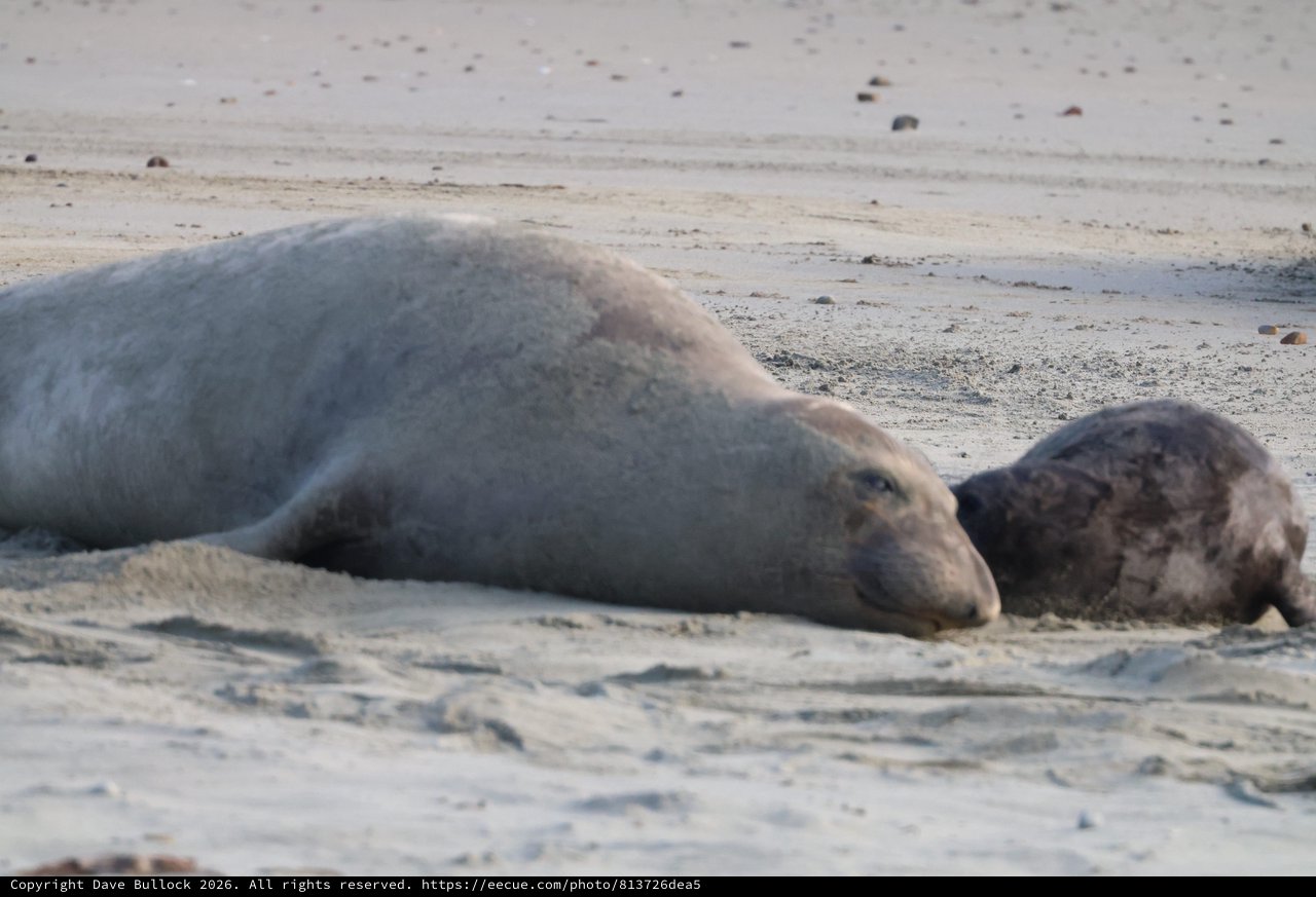 Northern Elephant Seal Mother and Pup Resting on Beach