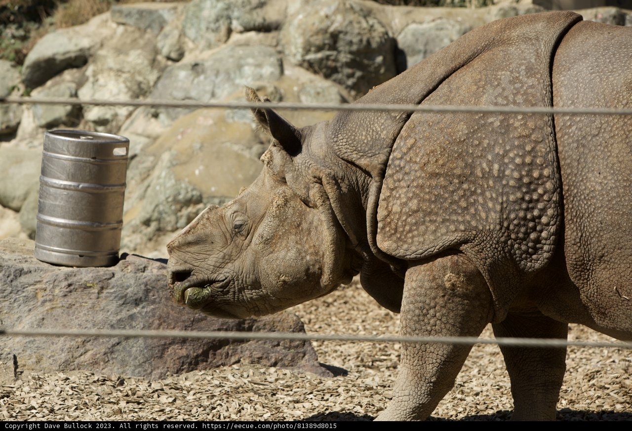 Resourceful Rhino at San Francisco Zoo