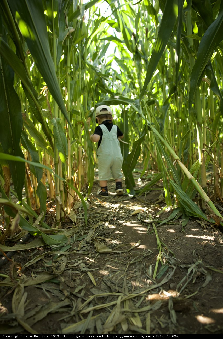 Encounter in the Corn Field