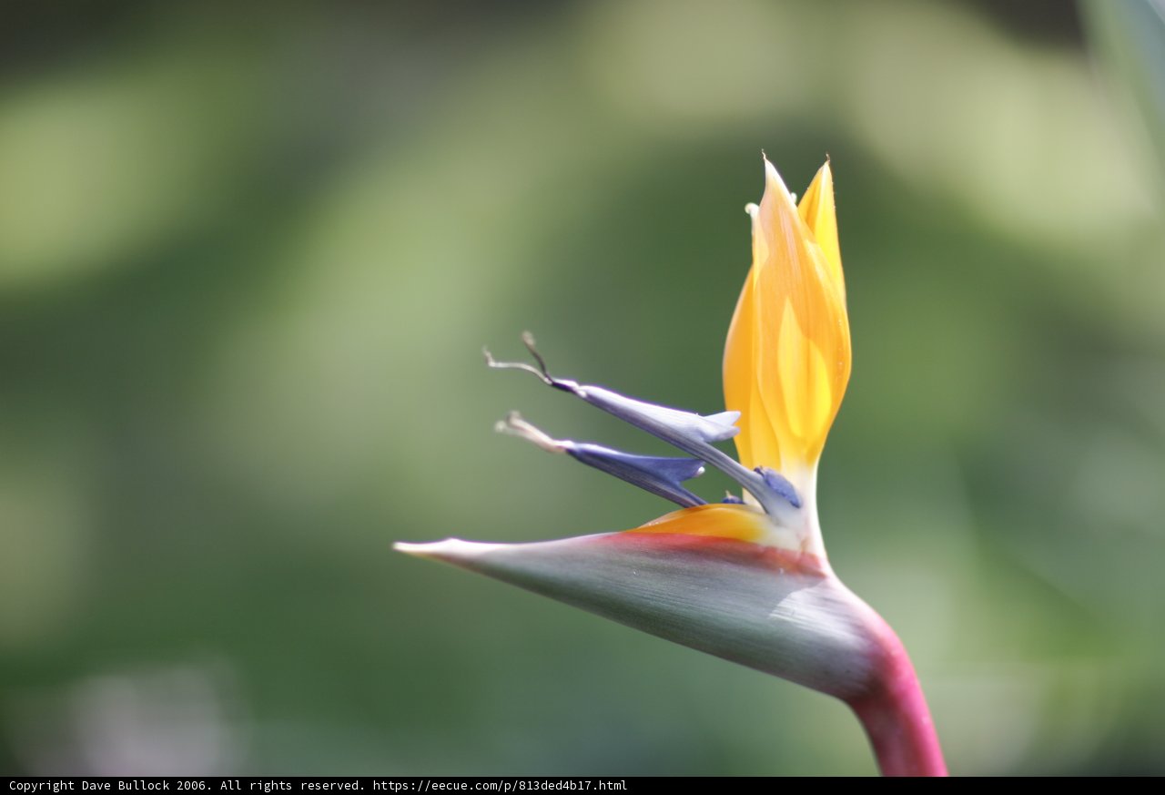 The Stunning Bird of Paradise Flower