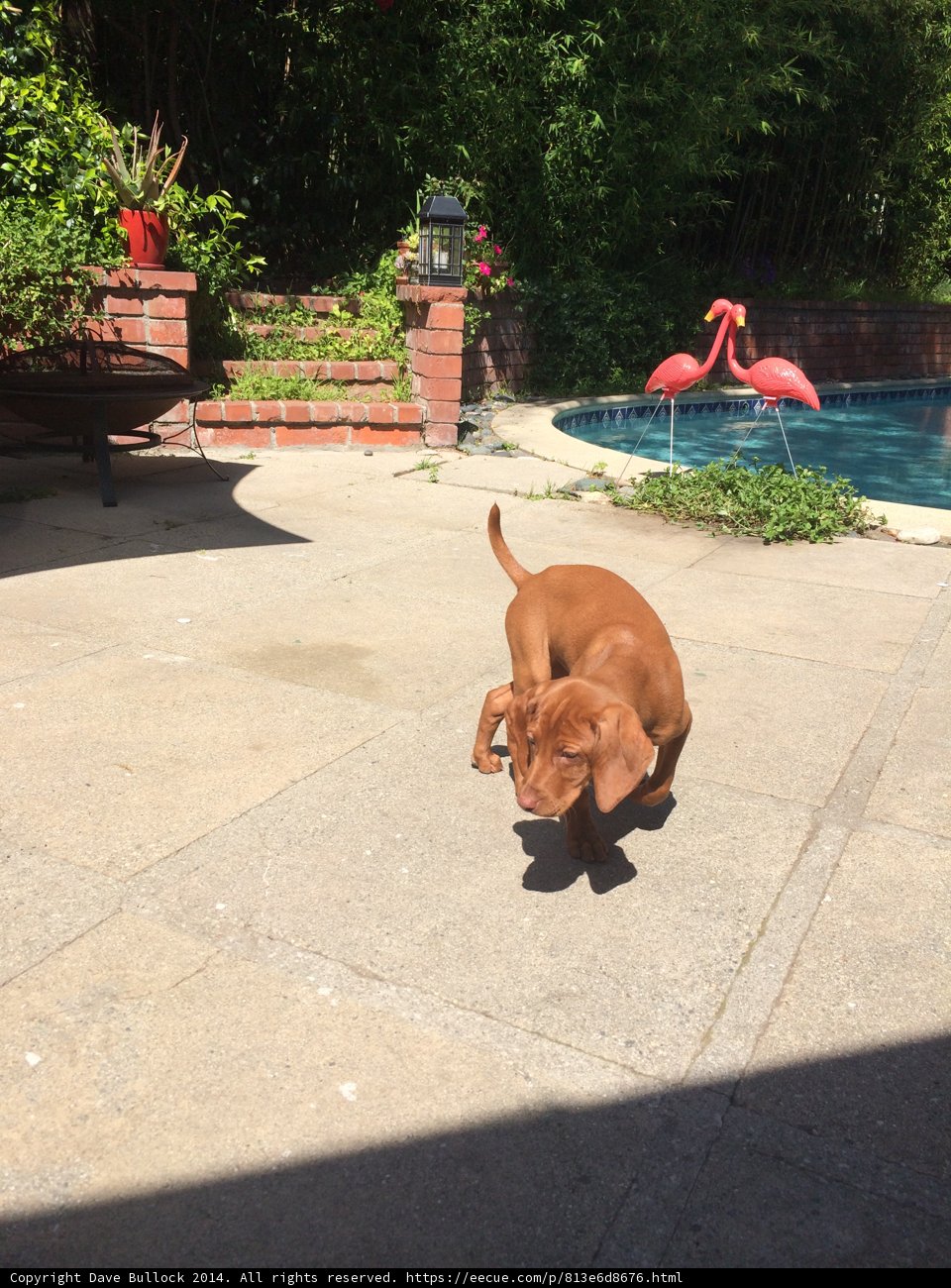 Running Around the Pool