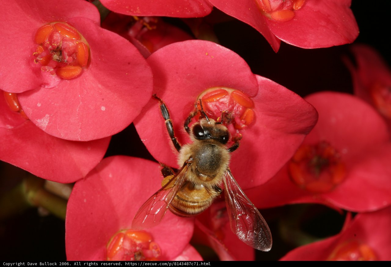 Bee Amongst Pink Flowers