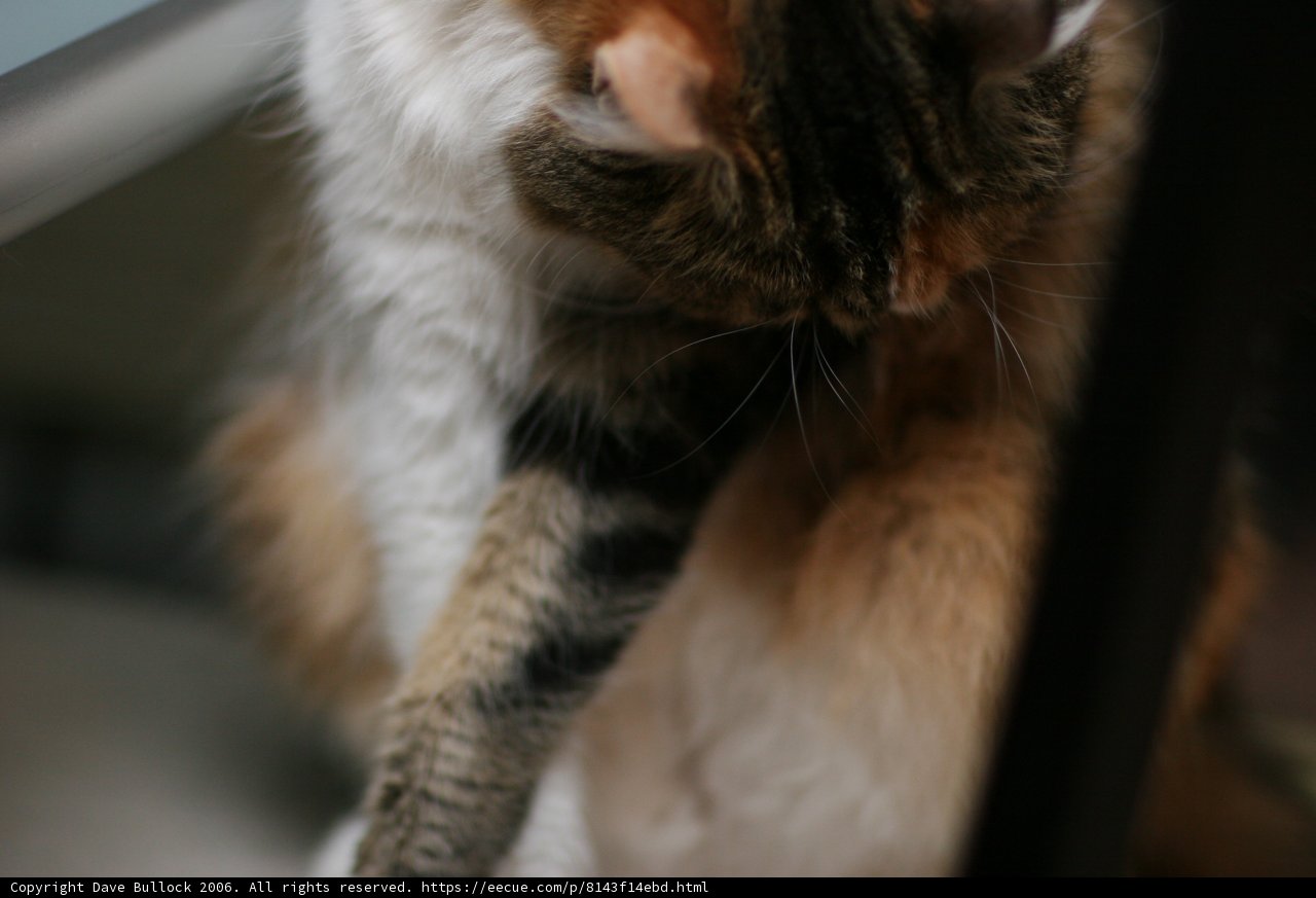 Feline Friend