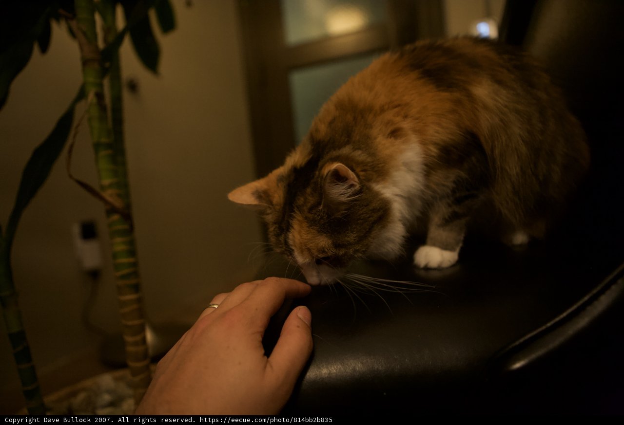 Midnight Perch