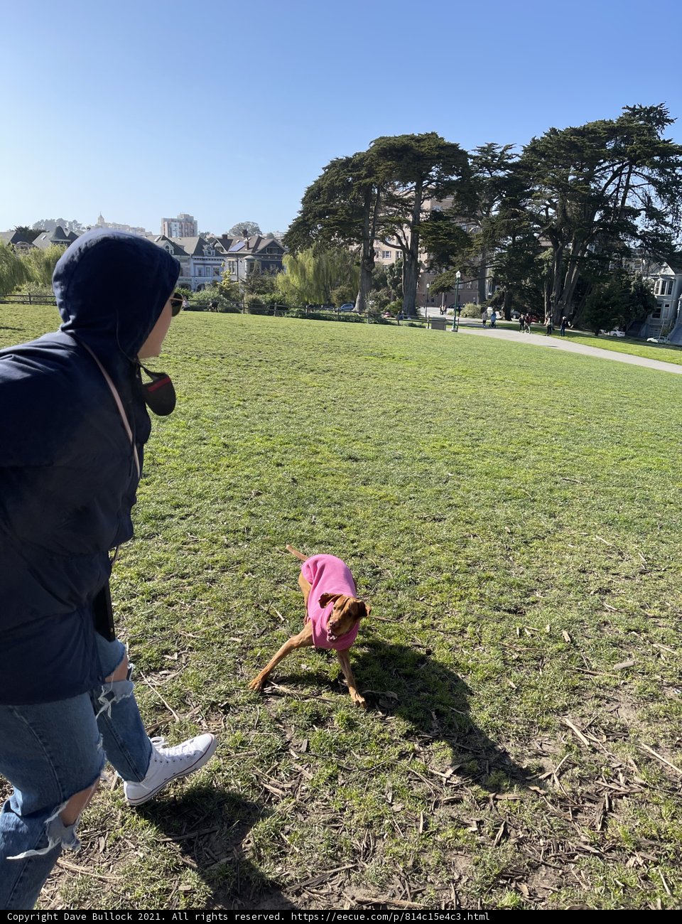 Playing with Canine Companion at Alamo Square